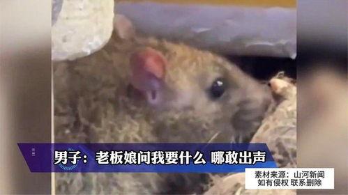 大雨爆料老鼠视频在线观看,城市“鼠患”何时休? 第3张 大雨爆料老鼠视频在线观看,城市“鼠患”何时休? 第3张