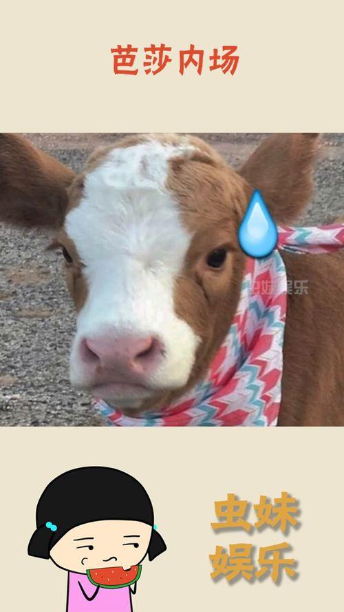 娱乐吃瓜酱素材图片高清,娱乐吃瓜酱素材图片背后的故事  第1张